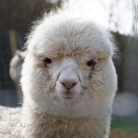 Schwabenhof Schramberg