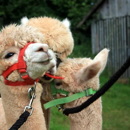 Διαμέρισμα Schwabenhof